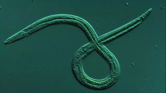 【动植物检疫】检疫性有害生物科普——松材线虫